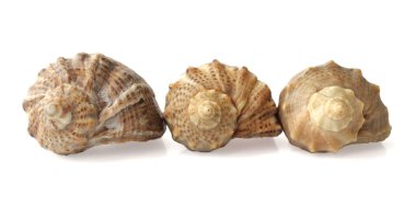 Three shells on a white background clipart