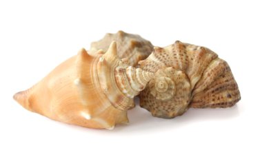 Three shells on a white background clipart