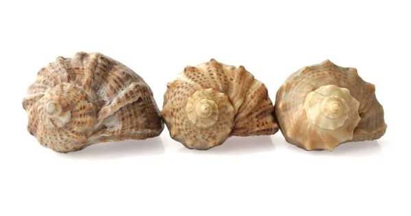 Three shells on a white background — Stock Photo, Image