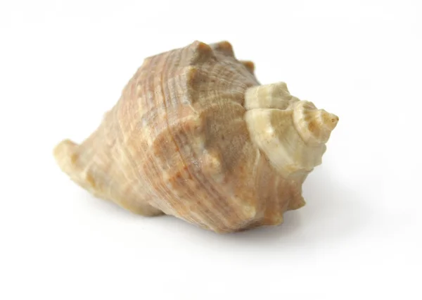 Shells on a white background — Stock Photo, Image