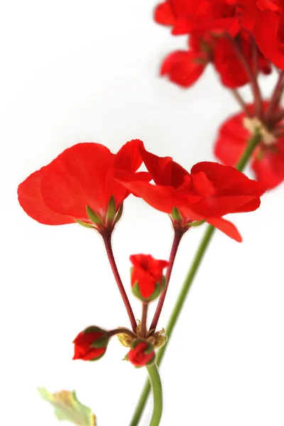 stock image Flowers of red geraniums