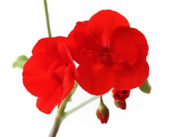 Flowers of red geraniums clipart
