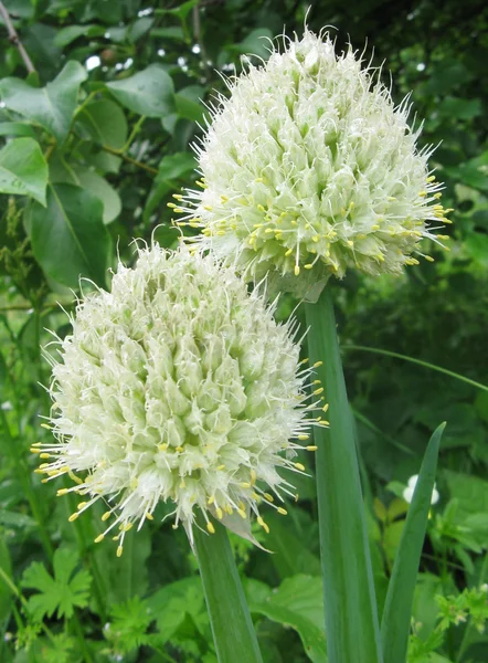 stock image Flowers onions on a background of foliag