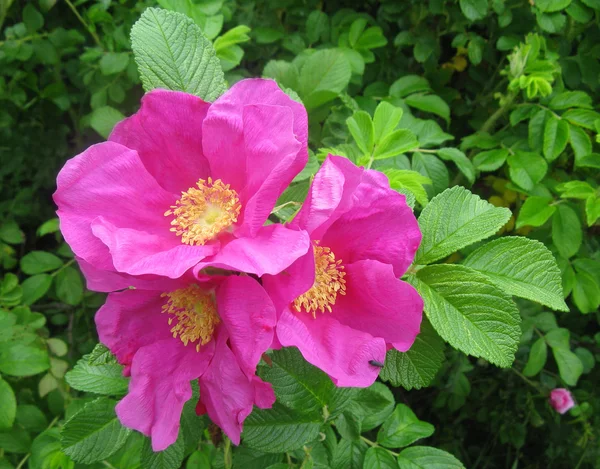 stock image Flowering branch brier