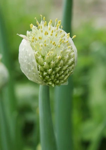 Onion flower on a background of foliage — Stock Photo, Image