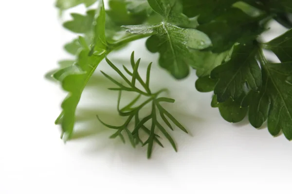 stock image Parsley leaves on a white background