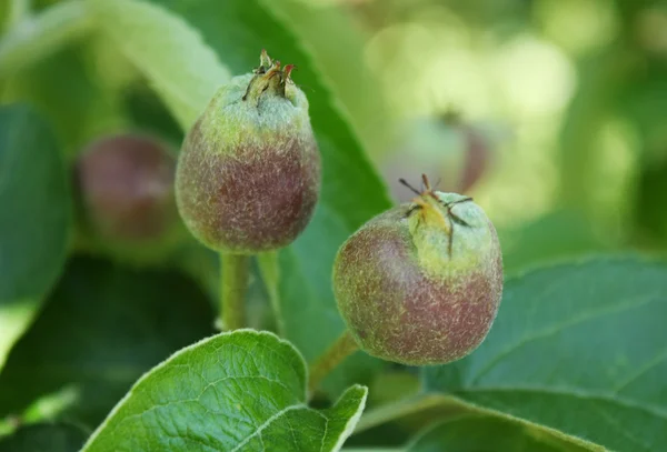 Malá jablka dozrávají na větvi — Stock fotografie