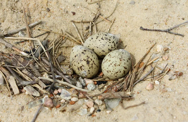 Пташине гніздо з яйцями на піску — стокове фото