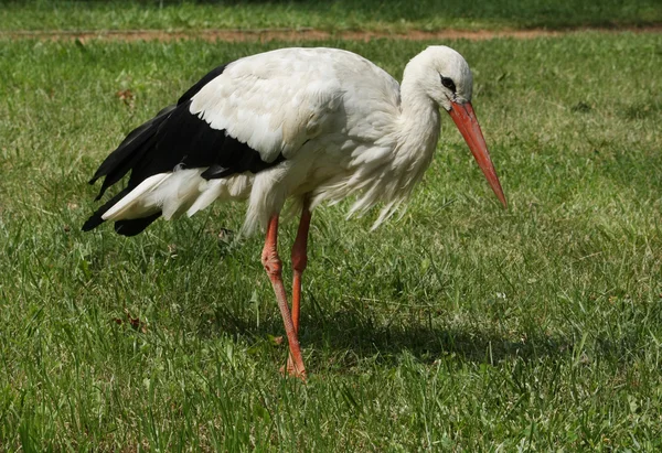 Stock image Stork on the lawn