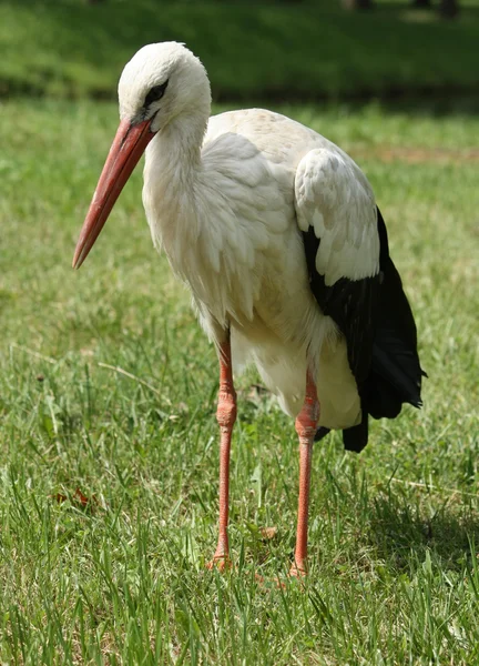 stock image Stork on the lawn