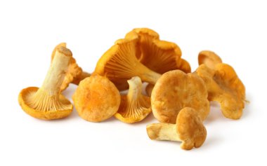 Chanterelles on white background clipart