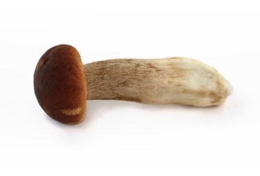 Beyaz arka planda Boletus mantarı