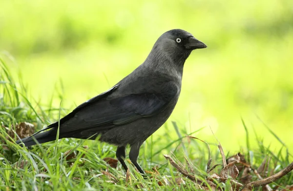 Jackdaw bird on the grass — Stock Photo, Image