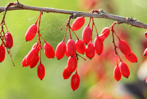 Помидоры и ягоды барбариса — стоковое фото