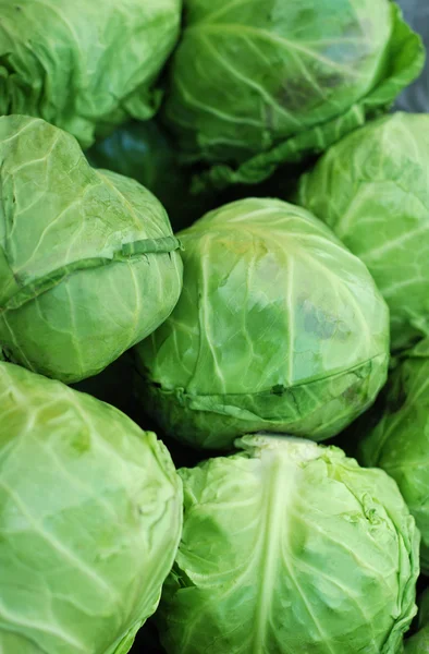 stock image Cabbage