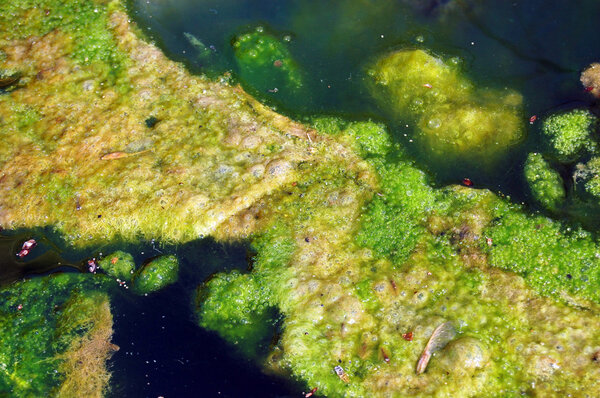 Algae and pond scum in pond
