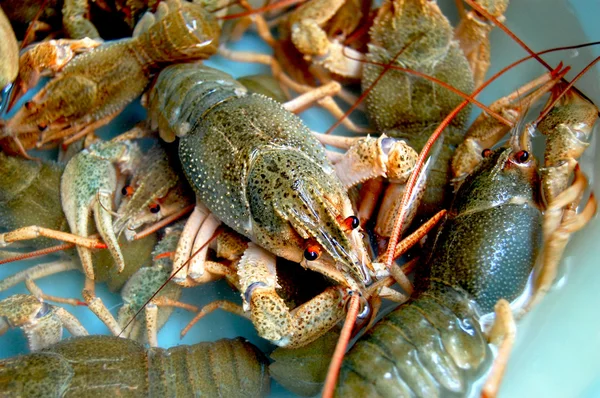 Crayfishs — Stok fotoğraf