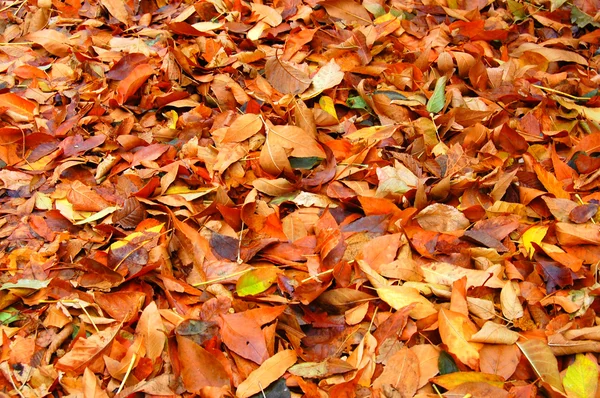 stock image Autumn leaves background