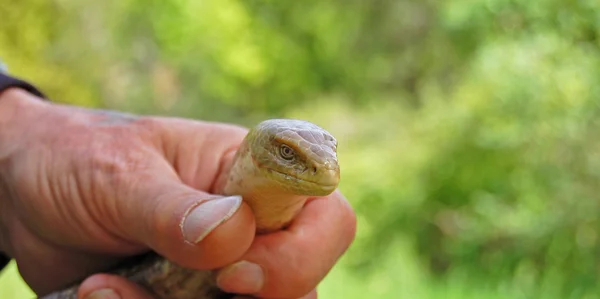 stock image Snake in hand