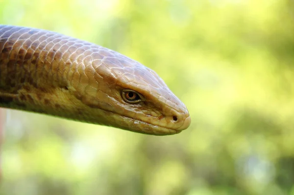Głowa węża — Zdjęcie stockowe
