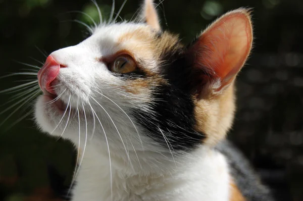 stock image House cat