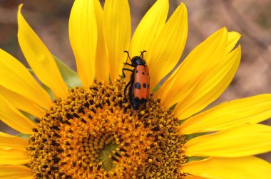 Ayçiçeği üzerinde kırmızı beetle