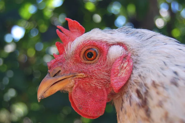 Stock image Head of the hen