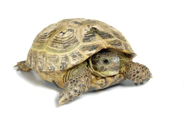 Stock image Turtle