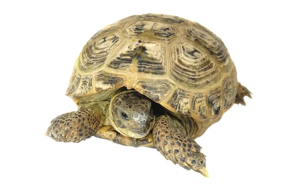 stock image Turtle