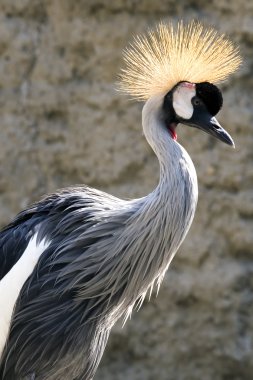 African Crane clipart