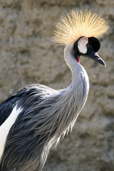 Afrikanska crane — Stockfoto