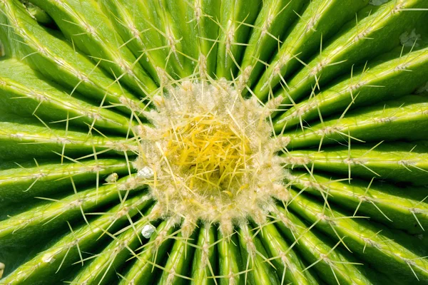 stock image Cactus Center