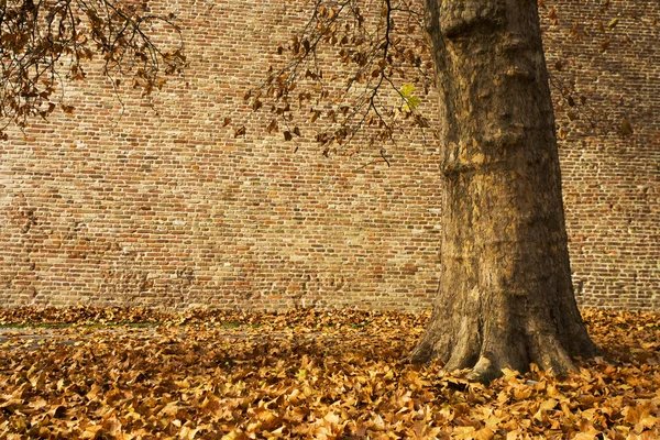 Autumn scenic — Stock Photo, Image