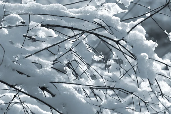 Arbusto nevado —  Fotos de Stock