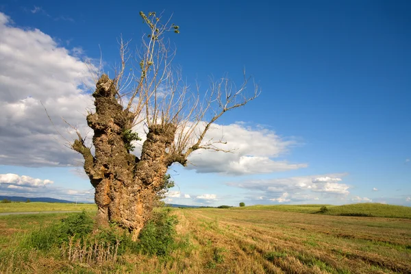 Tree in a field — Stock Photo, Image