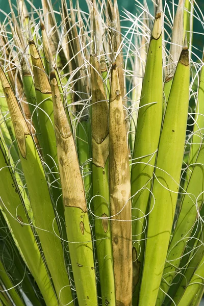 Stock image Yucca plant