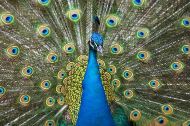 Colors of the peacock clipart