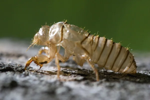 Stock image Cocoon