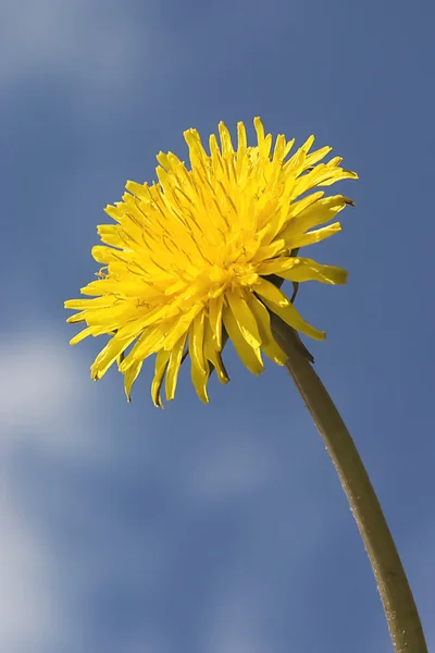 Stock image Dandelion