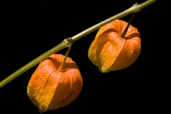 stock image Lantern flower