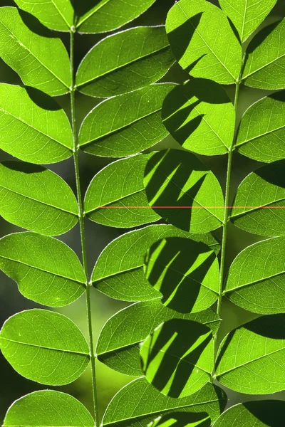 Leaf array — Stock Photo, Image