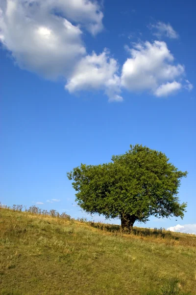 Lonely tree 02 — Stock Photo, Image