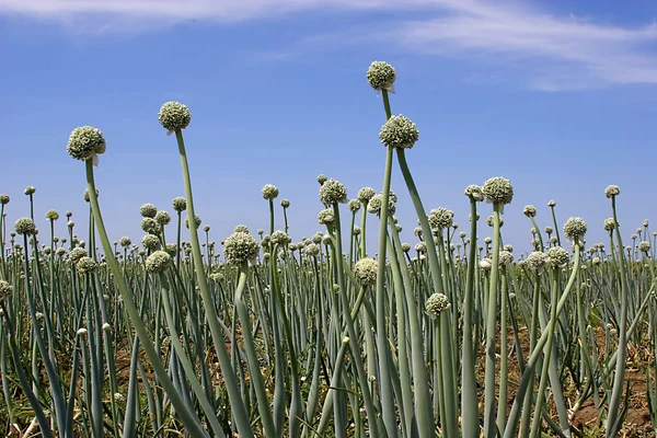 stock image Onion flowers