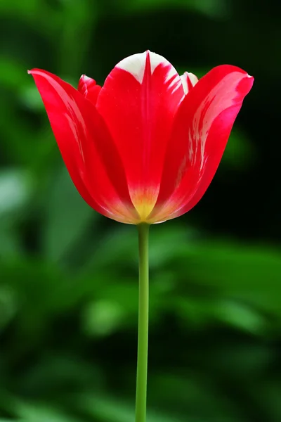 stock image Tulip