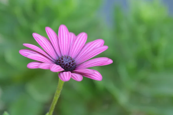 Margherita rosa con sfondo di piante — Foto Stock