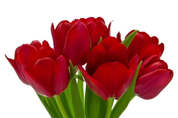 Beautiful red tulips — Stock Photo, Image