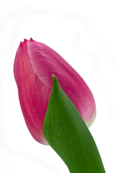 芽的粉红色的郁金香 — 图库照片