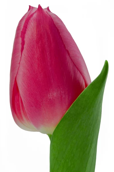 Bud af en lyserød tulipan - Stock-foto