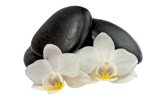Orquídeas brancas na frente de pedras pretas — Fotografia de Stock