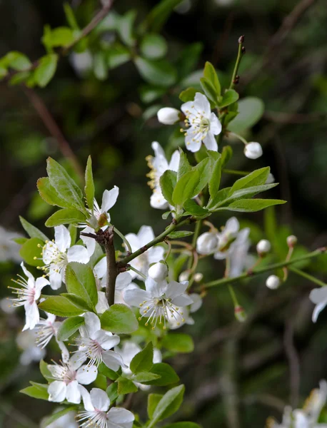 Kvetoucí švestka strom — Stock fotografie